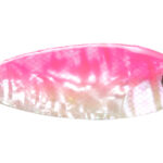 Lingurita oscilanta Smith Pure Shell 6.5g 04 S