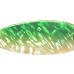 Lingurita oscilanta Smith Pure Shell 6.5g 06 S