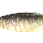 Lingurita oscilanta Smith Pure Shell 6.5g 08 S