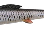 Naluca Abu Garcia Svartzonker McPike 17cm 2buc Real Roach, discuri interschimbabile pentru stiuca